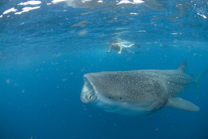 whale shark swim
