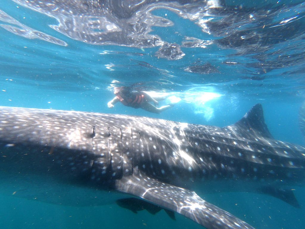 whale shark snorkel